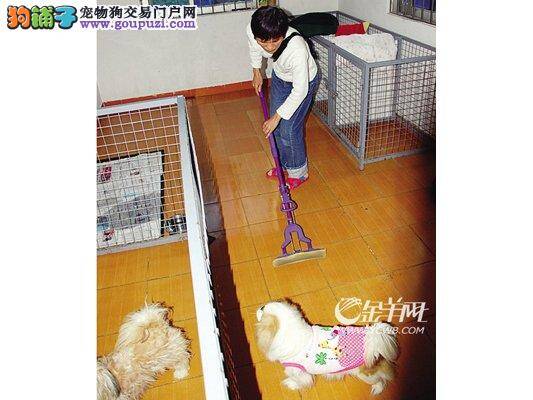 广州阿姨收入微薄养狗成瘾  义务收养三十伤病狗