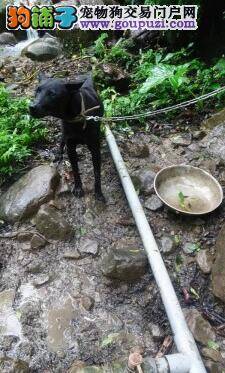 新店山区查获养狗场 发现30多只昂贵高砂犬