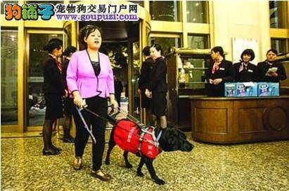 上海话剧艺术中心成为允许导盲犬进入的第一家国内剧场