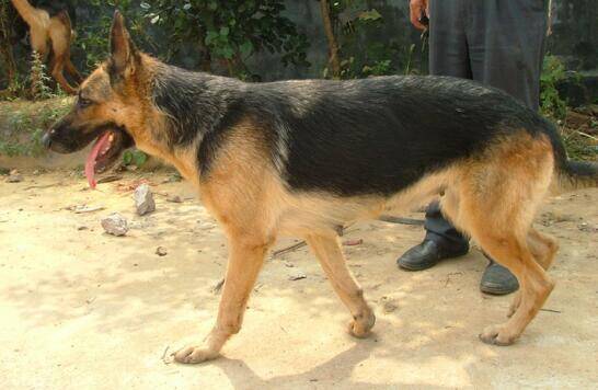 原来养德国牧羊犬有这么多的好处