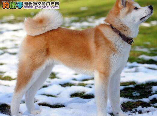 秋田犬是忠诚温顺的日本国犬