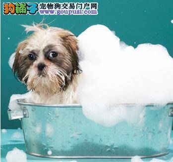 如何给西施犬洗澡 舒适健康的洗澡方法