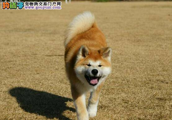 训犬要趁早 及早训练秋田犬的主要原因有哪些