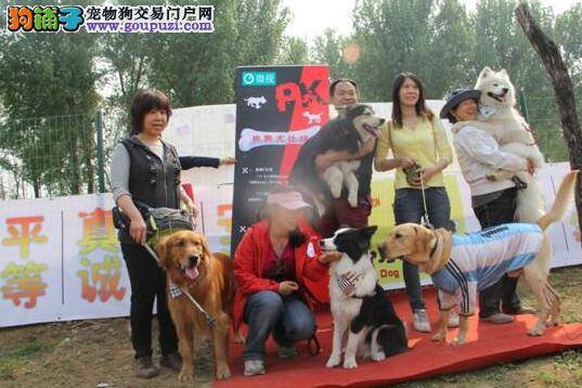 “狗狗大比拼”活动在北京水墨缘爱犬乐园举行