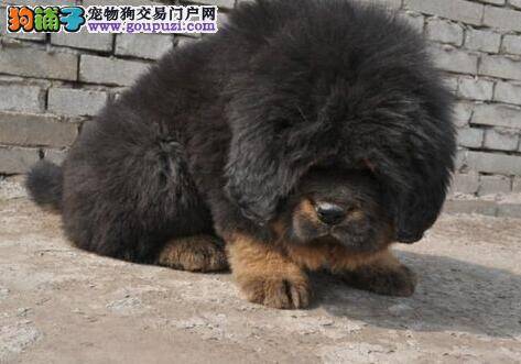 藏獒最近不怎么吃饭，没胃口怎么办