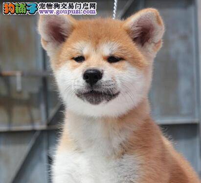 如何做好准备工作才能有效预防秋田犬呕吐