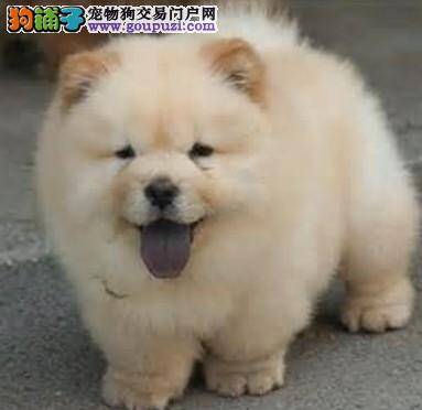 购买松狮犬的时候经常会遇到哪些问题