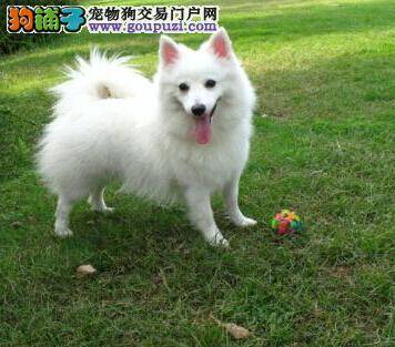 美丽变身术 简单几步完成银狐犬梳理任务