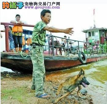 湘潭男子训练狗狗跳江救人 数十名落水者幸运被救