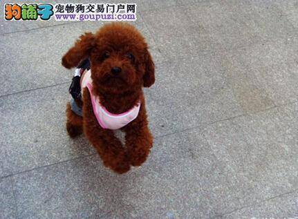 解决狗狗护理和保养问题 掌握泰迪犬脚部护理技巧