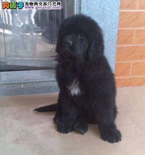 纽芬兰犬最近总咳嗽，吃什么药好