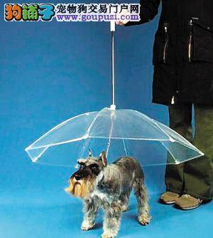 下雨天遛狗不用愁，宠物狗专用雨伞上市啦