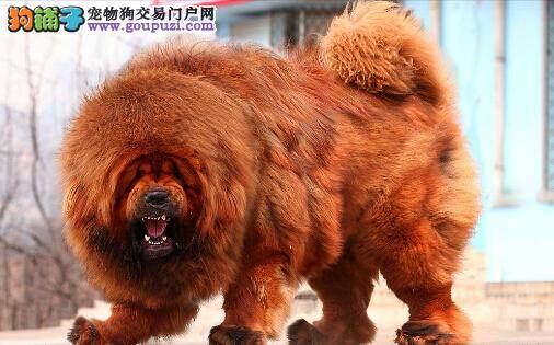 调查与分析 介绍藏獒流眼泪的几个常见原因