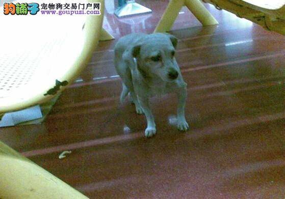 小区里来了“爱犬仕”，专门解决人与狗之间的矛盾