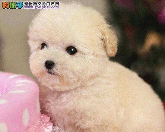拿什么怀念你我的泰迪犬