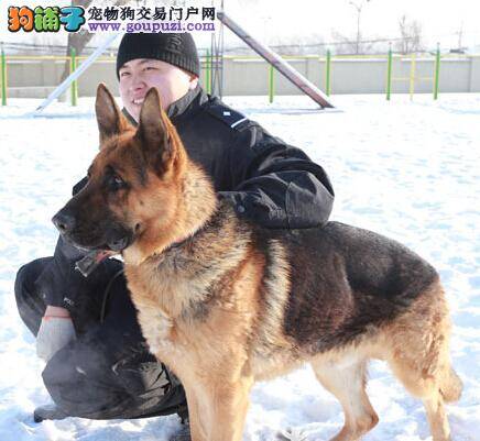 十余只警犬在黑龙江省公安厅侦查训练基地降生