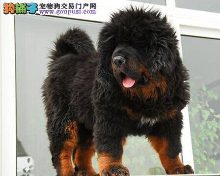 藏獒拉稀很平常 多变气候成诱因