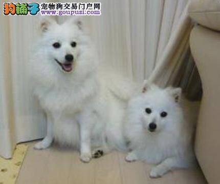 日本银狐犬与萨摩耶的区别