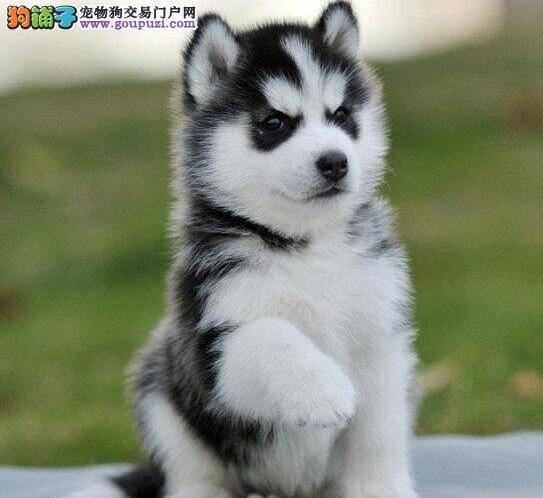 脂肪对于哈士奇的意义有多大