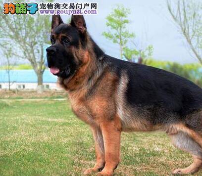 怎样购买德国牧羊犬最保险