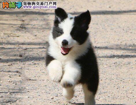 边境牧羊犬眼睛出现黄色分泌物是为什么