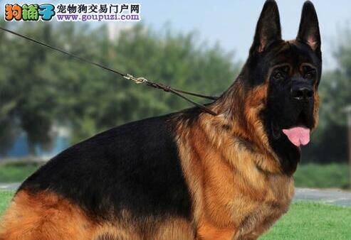 德国牧羊犬运动后后腿总是抖个不停怎么办