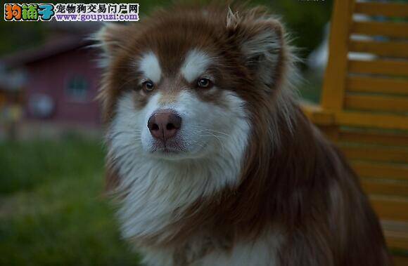 夜间遛狗注意安全 晚上遛阿拉斯加雪橇犬的注意事项