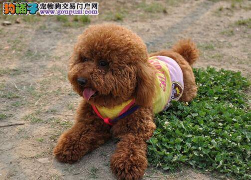 健康好皮肤 贵宾犬皮肤病的症状和治疗方法