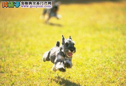 改掉狗狗攻击性 正确训练和引导雪纳瑞