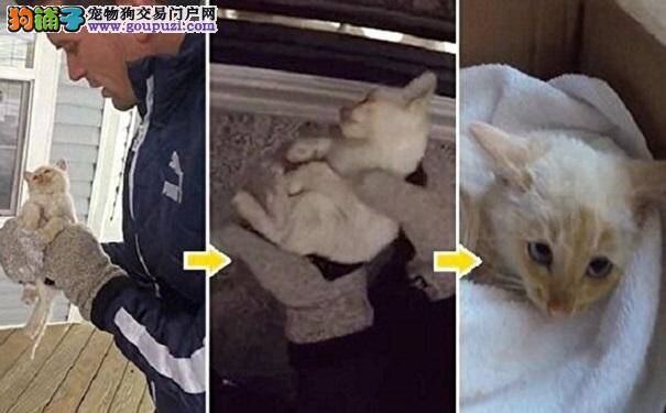 小奶猫雪中冻僵停呼吸 爱心家庭接力施救迎惊喜