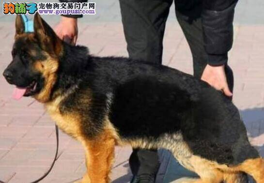 德国牧羊犬生产后不喂小狗奶有解决方法吗