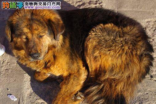 见证爱与不舍 退伍老兵深情别离搜救犬