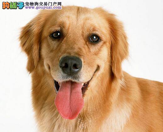 美丽瞬间绽放 金毛犬如何能拥有一身高质量的被毛