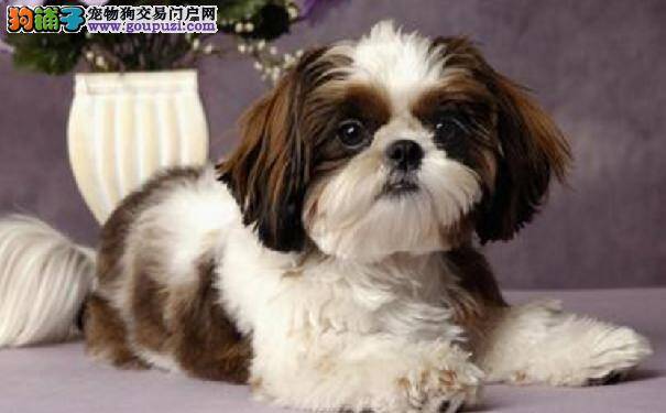 优雅宠物西施犬日常护理四要点