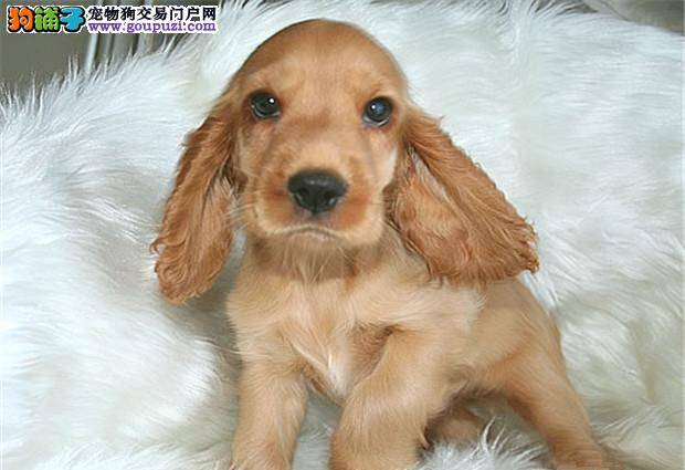 我家可卡犬眼睛周围起红点是什么