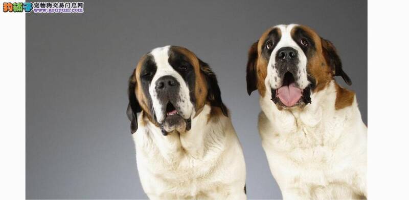 做健康狗狗 预防圣伯纳犬患乳腺肿瘤的方法