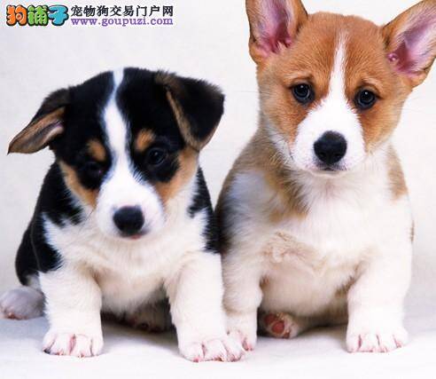 柯基犬突然患上犬瘟，没事吧