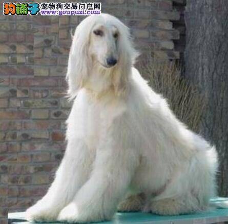 推荐与选择 怎样给阿富汗猎犬选购适合它用的电推剪