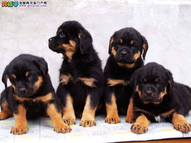 七个月的罗威纳犬拉稀带血是怎么了