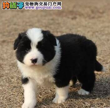 边境牧羊犬什么时候适合怀孕，求解答