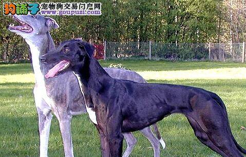 格力犬食用避孕药会有哪些危害