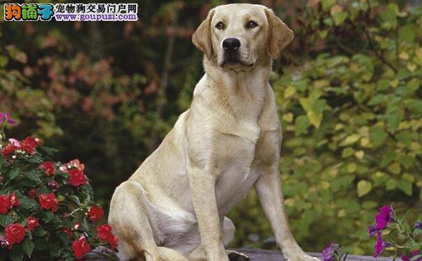 高龄拉布拉多犬检查 狗狗健康又长寿