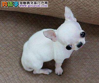 吉娃娃涨肚后腿不能走路应该怎么治疗