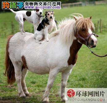 两只小狗成了骑马高手 争抢着骑马