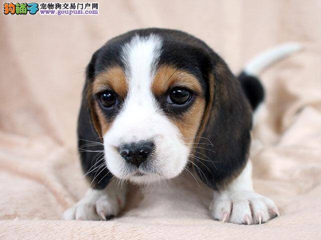 比格犬最近有点干咳，流鼻水是生病了吗