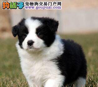 边境牧羊犬最近不吃饭，便便不成形是什么问题