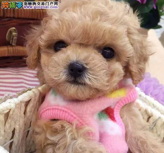 如何塑造贵宾犬最健康的心理状态