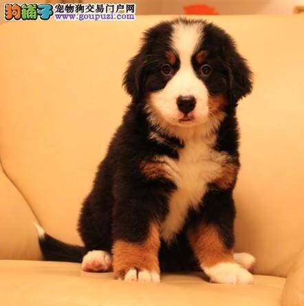 购买伯恩山犬的七部曲