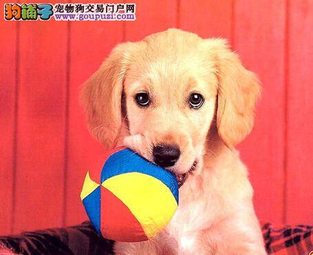 购犬做到"五看" 包你挑选到满意的金毛犬