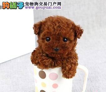 关注狗狗免疫系统 泰迪犬皮肤过敏的原因与表现